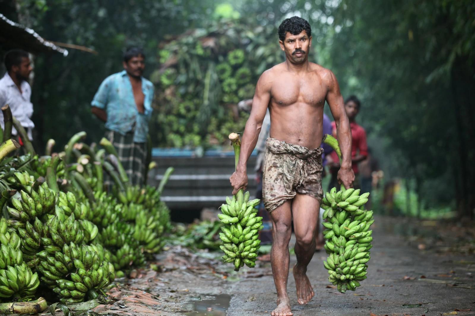 Bangladeshi Banana vendors collecting Banana for selling local market in Dhaka. Bananas are the developing world’s fourth most important food crop (after rice, wheat and maize) in terms of gross value of production. Photo and story by Mahmud Hasan
