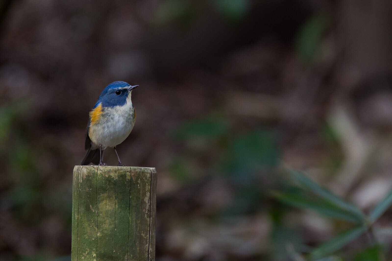 A red-flanked bluetail (Tarsiger cyanurus)i in Izumi no Mori Park, Yamato, Kanagawa, Japan. Friday February 14th 2020