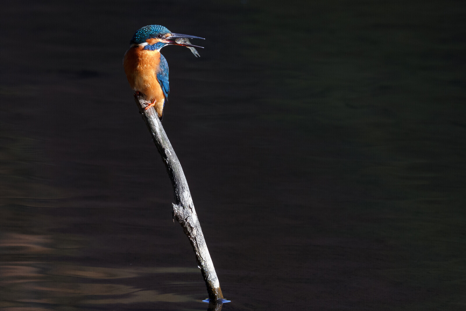 A common or Eurasian kingfisher (Alcedo atthis) perched on a twig with a fish in its beak in a park in Kanagawa, Japan. Wednesday, November 12th, 2025