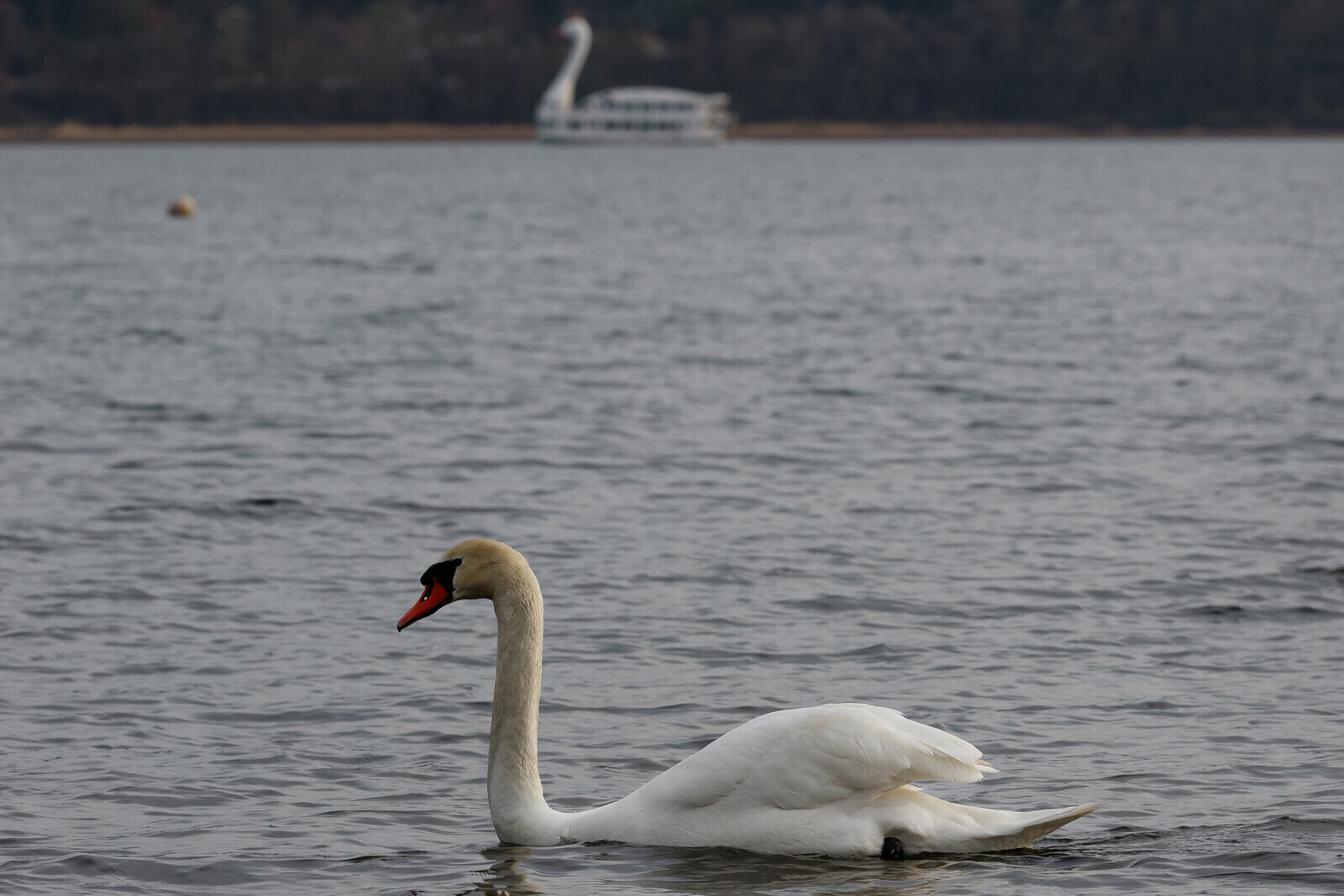 A mute swan (Cygnus olor) on Lake Yamanaka with a swan shaped pleasure boat in the distance behind. Yamanashi, Japan. Sunday, April 19th, 2026