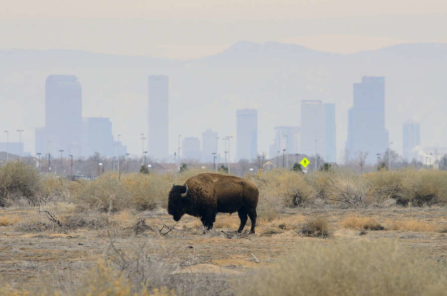 Wildlife